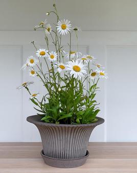 Kruka Daisy, kruka, Bergs Potter