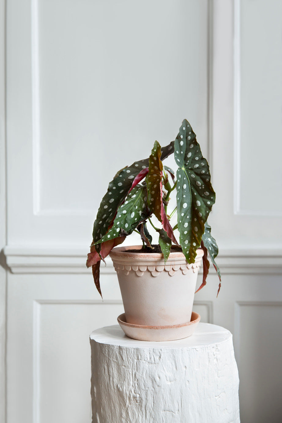 Kruka Köpenhamn Rosa, Bergs Potter