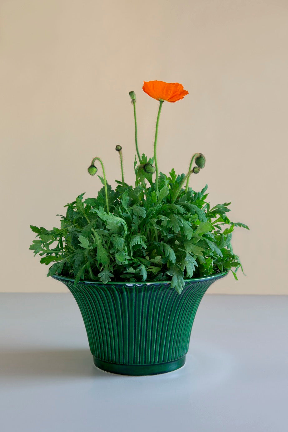 Daisy Kruka Glaserad Grön