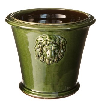 Lejonkruka stor grön