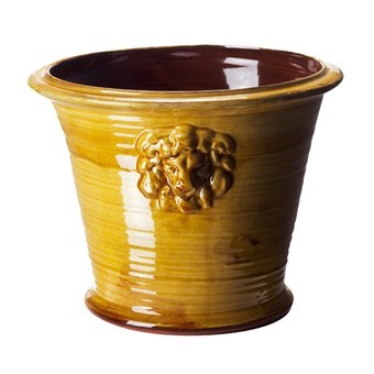 Lejonkruka stor gul
