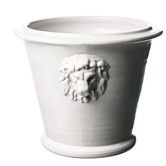 Lejonkruka stor vit
