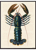 Poster Blue Lobster