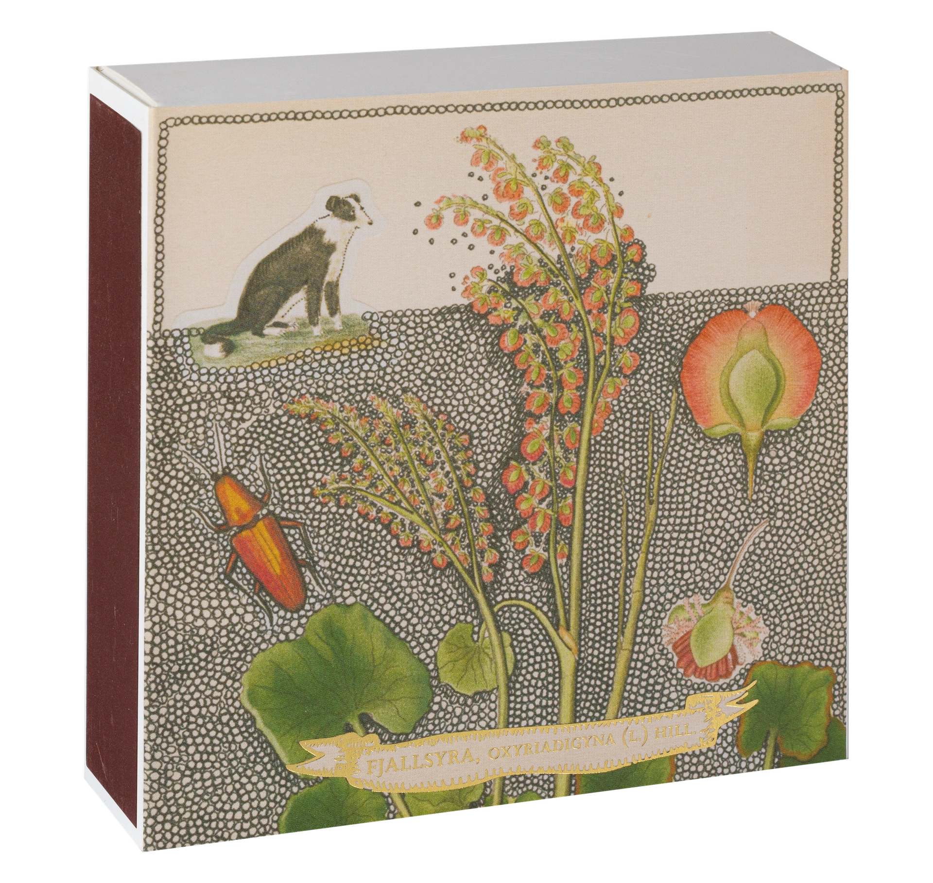 Tändsticksask Chien Botanical Drawing – Archivist