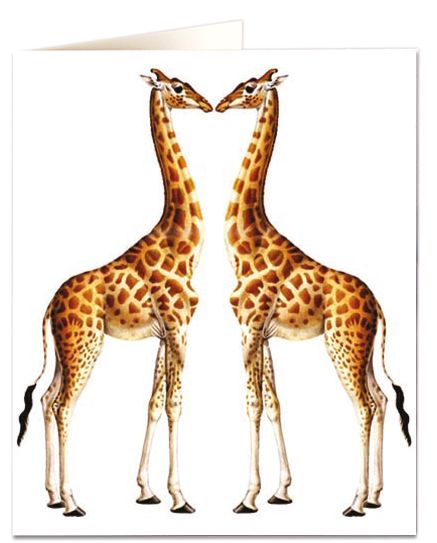 Vykort Giraff The Arhivist
