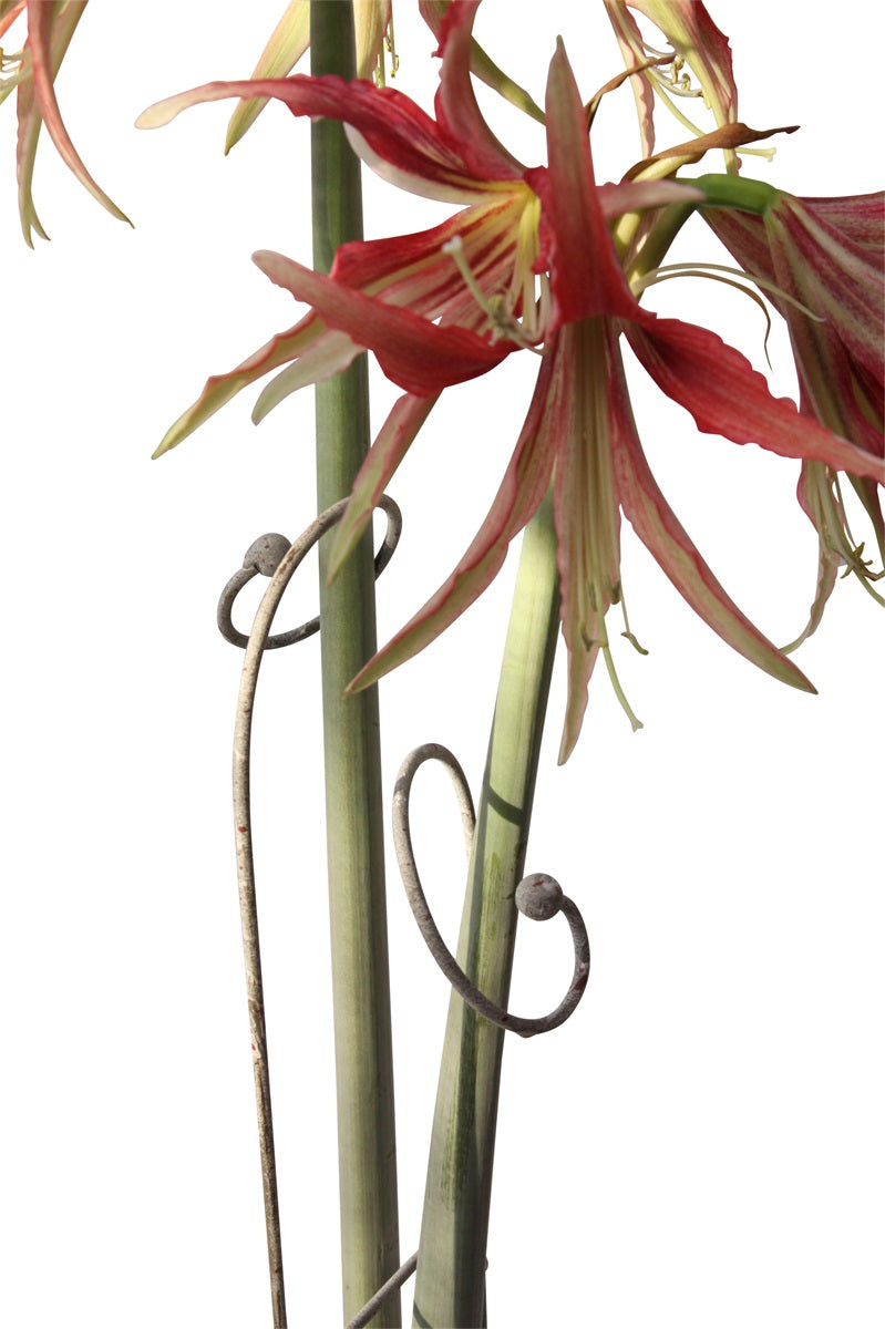 Blomstöd Grå Eldgarden