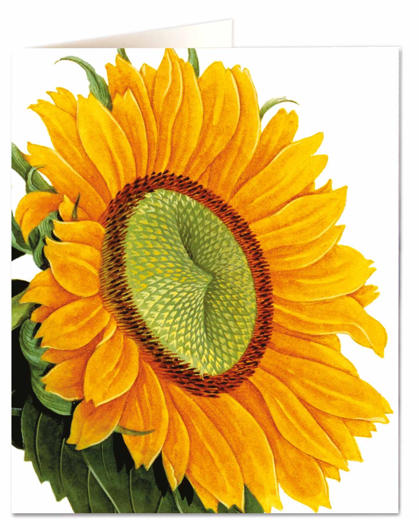 Vykort Sunflower The Archivist