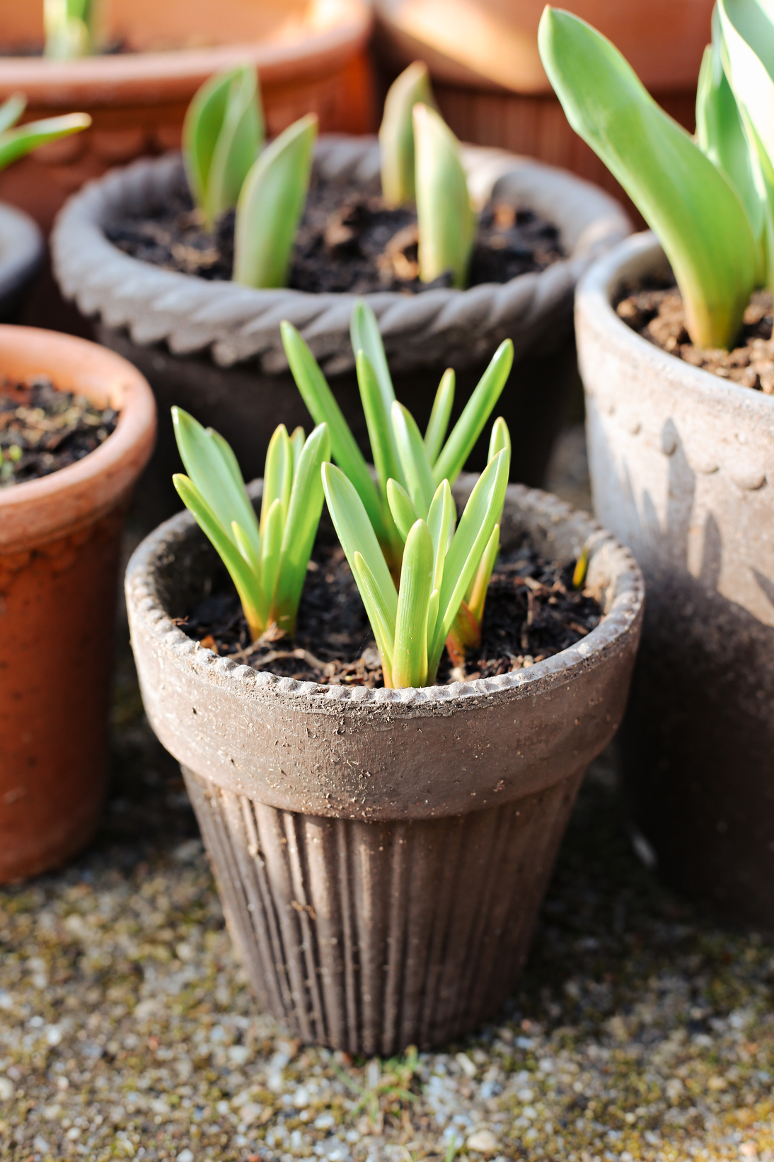 Kruka Simona, terrakotta, Bergs Potter Produktkategori: Krukor och Keramik. Köp hos Byggnadsvardskompaniet.se