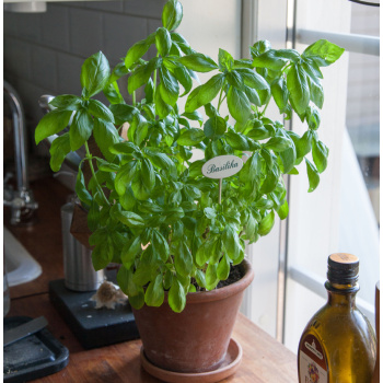 Kryddskylt emalj Produktkategori: Skyltar. Köp hos Byggnadsvardskompaniet.se