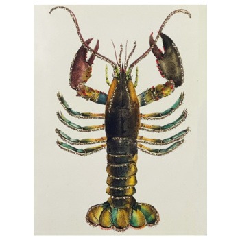 Vykort Hummer Produktkategori: Böcker & Bilder. Köp hos Byggnadsvardskompaniet.se