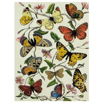 Vykort Fjärilar Produktkategori: Böcker & Bilder. Köp hos Byggnadsvardskompaniet.se